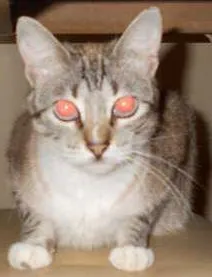 Gato raça misturada  idade 2 a 6 meses nome cininha 