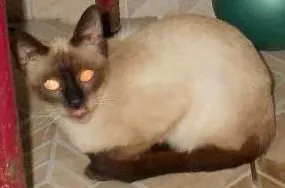 Gato raça cianeza idade 2 a 6 meses nome maluquinha