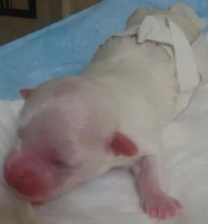 Cachorro raça Maltês idade Abaixo de 2 meses nome Costinha