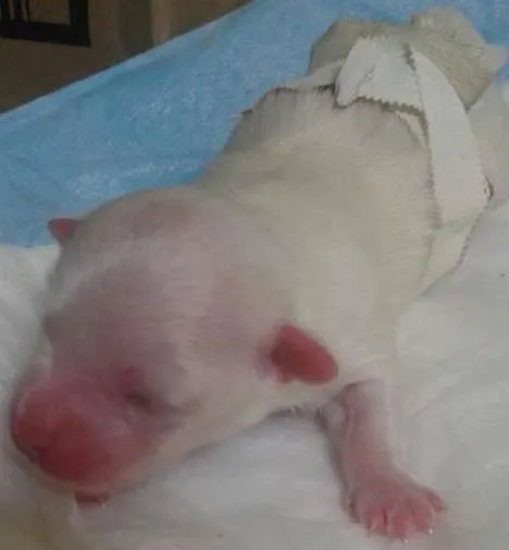 Cachorro ra a Maltês idade Abaixo de 2 meses nome Costinha
