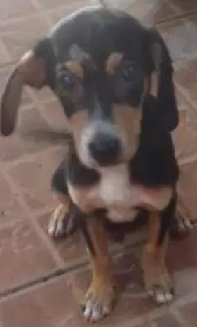 Cachorro raça VIRALATA idade 2 a 6 meses nome SEM NOME FIXO DEFINIDO 