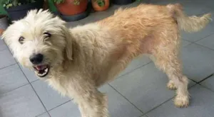 Cachorro raça SRD idade 2 anos nome Pandora