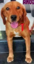 Amora