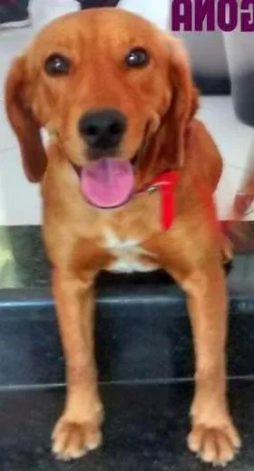 Cachorro ra a SRD idade 7 a 11 meses nome Amora