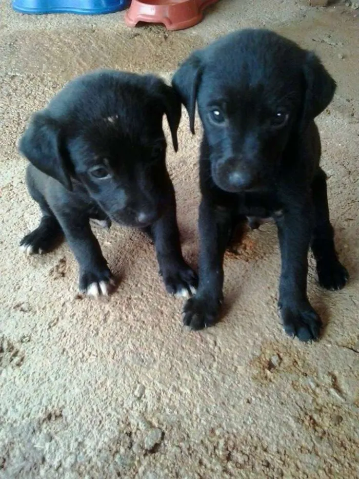 Cachorro ra a vira-lata idade Abaixo de 2 meses nome Sem nomes