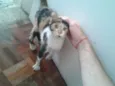 Gata