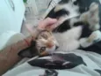 Gata