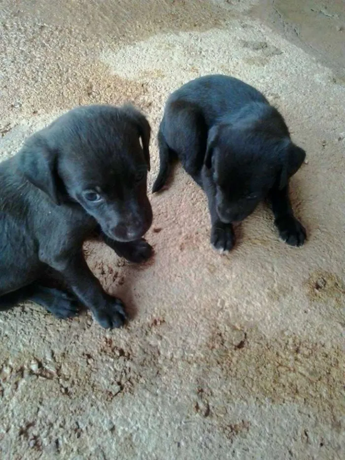 Cachorro ra a vira-lata idade Abaixo de 2 meses nome Sem nomes