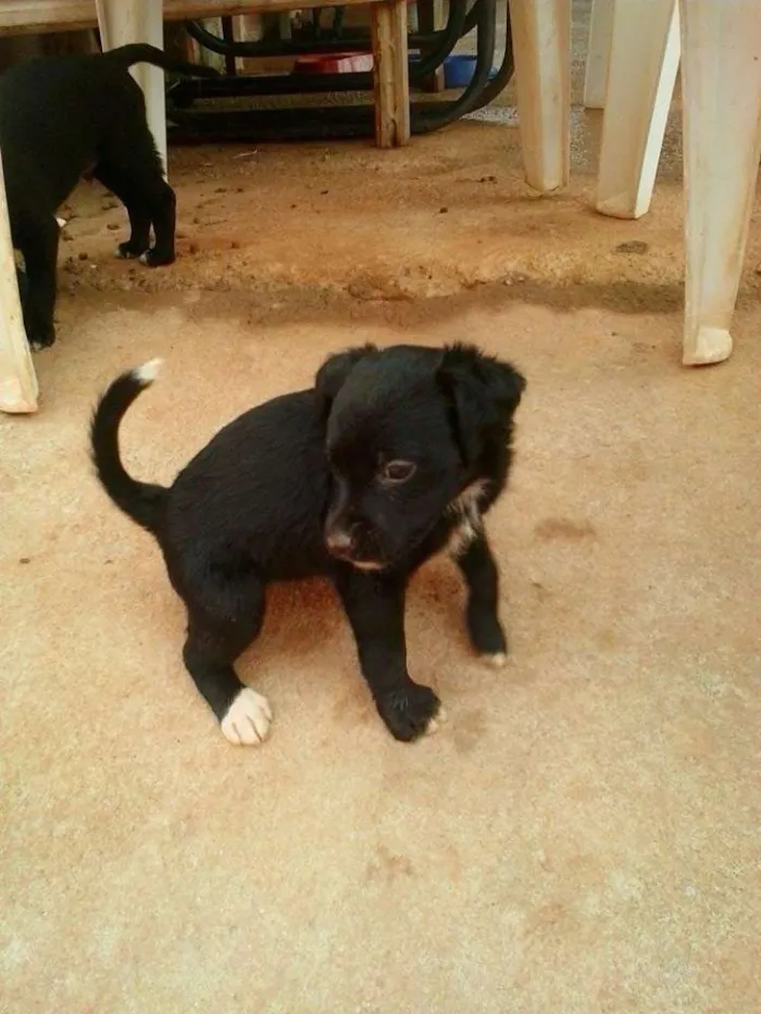 Cachorro ra a vira-lata idade Abaixo de 2 meses nome Sem nome 
