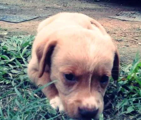 Cachorro ra a  idade Abaixo de 2 meses nome Sem nome definido