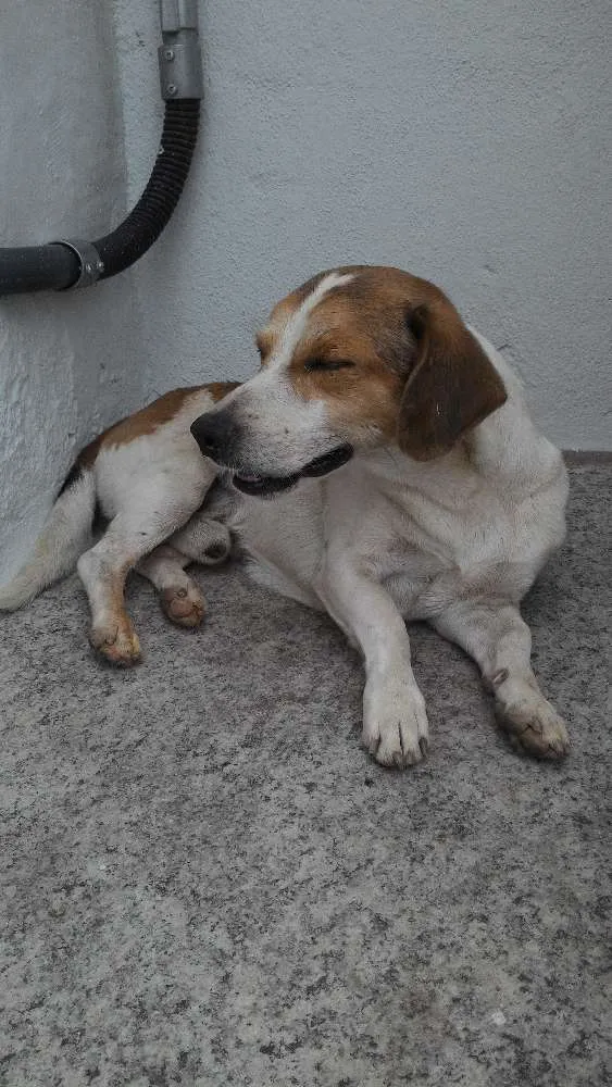 Cachorro ra a Sem raça definida idade 1 ano nome Bilico