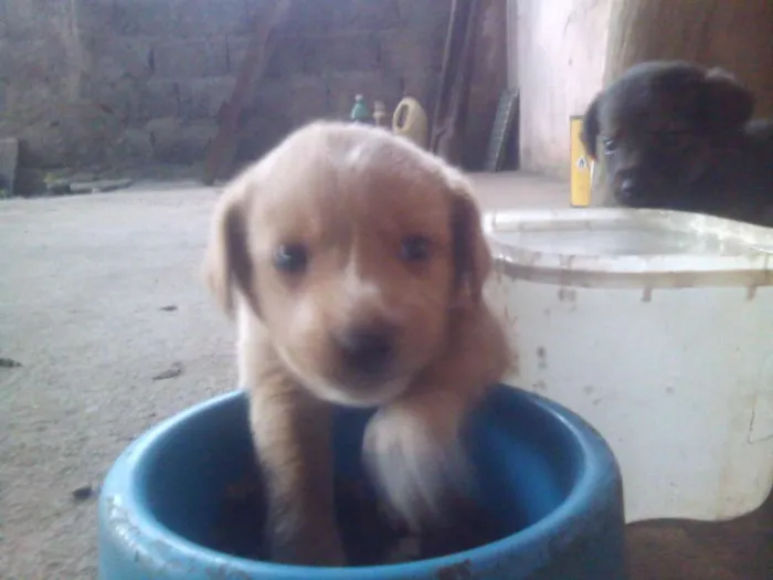 Cachorro ra a  idade Abaixo de 2 meses nome Sem nome definido