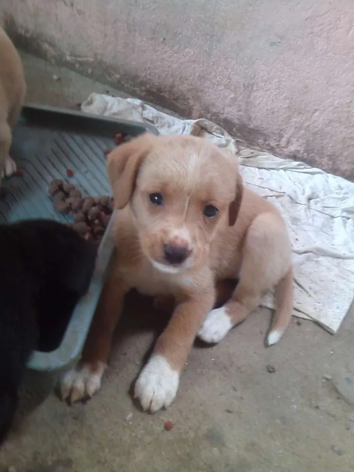 Cachorro ra a  idade Abaixo de 2 meses nome Sem nome definido