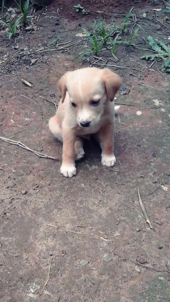 Cachorro ra a  idade Abaixo de 2 meses nome Nome não defido