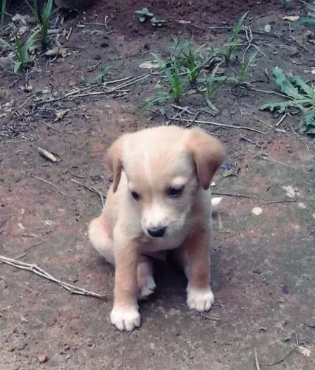 Cachorro ra a  idade Abaixo de 2 meses nome Nome não defido