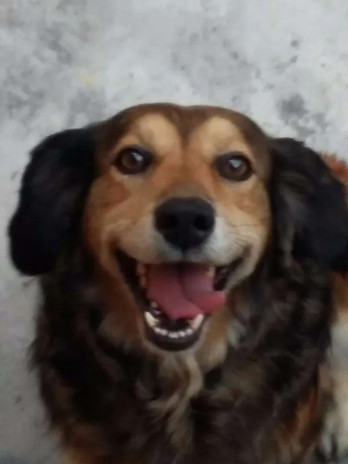 Cachorro ra a Indefinida idade 6 ou mais anos nome Billie
