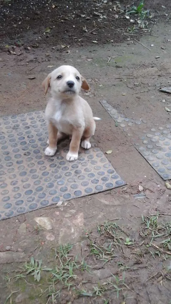 Cachorro ra a  idade Abaixo de 2 meses nome Nome não defido