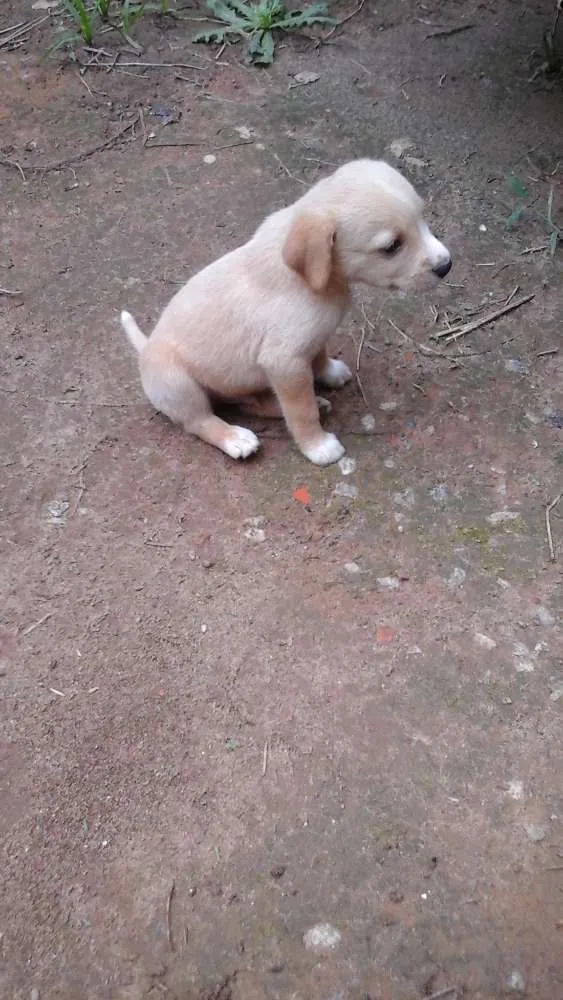 Cachorro ra a  idade Abaixo de 2 meses nome Nome não defido