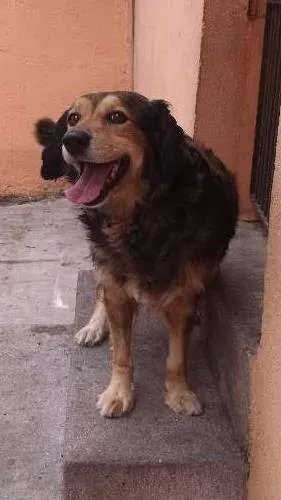 Cachorro ra a Indefinida idade 6 ou mais anos nome Billie