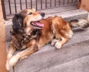 Cachorro raça Indefinida idade 6 ou mais anos nome Billie