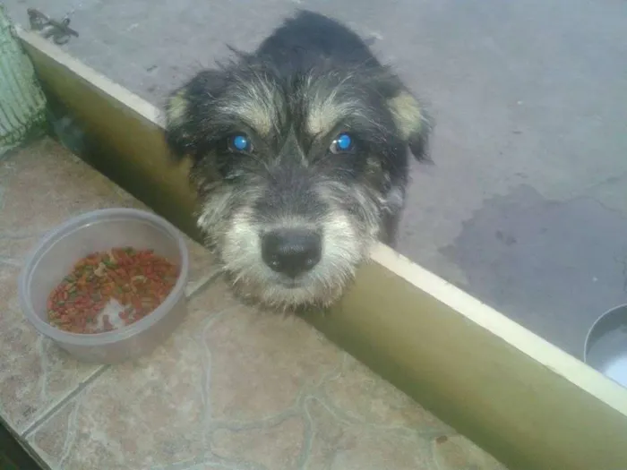 Cachorro ra a Vira-Lata idade 7 a 11 meses nome Debby