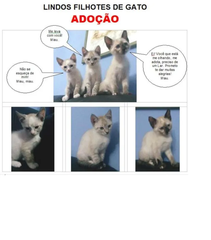 Gato ra a SRD idade 2 a 6 meses nome Bisnaguinha