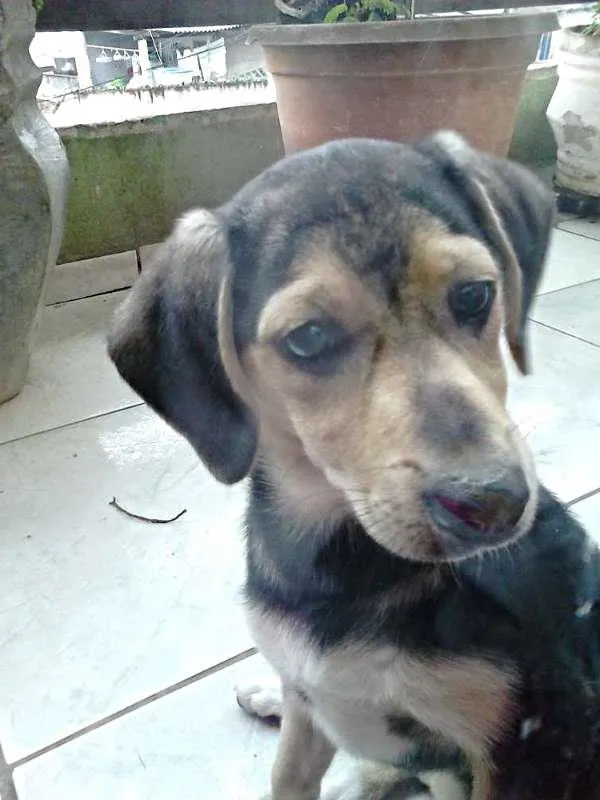 Cachorro raça Misturada  idade 2 a 6 meses nome Dina