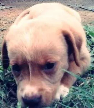 Cachorro ra a  idade Abaixo de 2 meses nome Sem nome definido