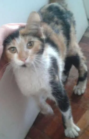 Gato ra a Sem raça definida idade 2 a 6 meses nome Gata