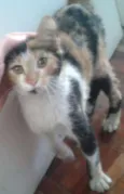 Gata