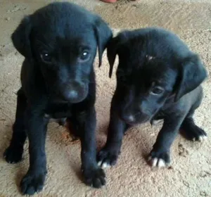Cachorro raça vira-lata idade Abaixo de 2 meses nome Sem nomes