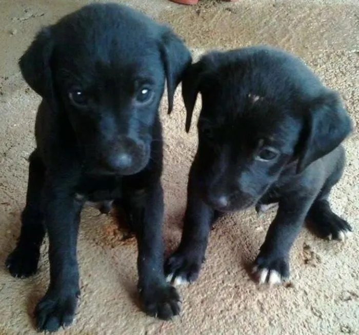 Cachorro ra a vira-lata idade Abaixo de 2 meses nome Sem nomes