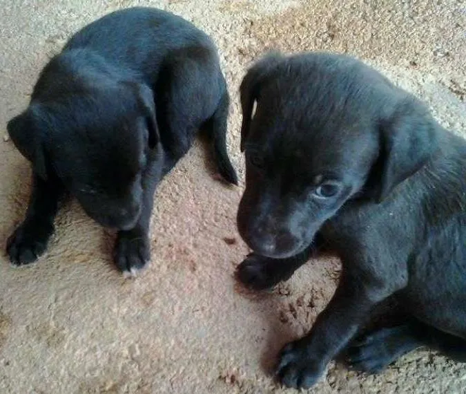 Cachorro ra a vira-lata idade Abaixo de 2 meses nome Sem nomes
