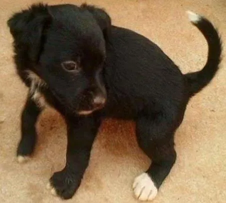 Cachorro ra a vira-lata idade Abaixo de 2 meses nome Sem nome 