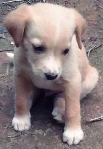 Cachorro raça  idade Abaixo de 2 meses nome Nome não defido