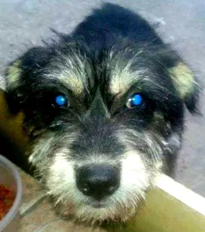 Cachorro raça Vira-Lata idade 7 a 11 meses nome Debby
