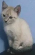 Bisnaguinha