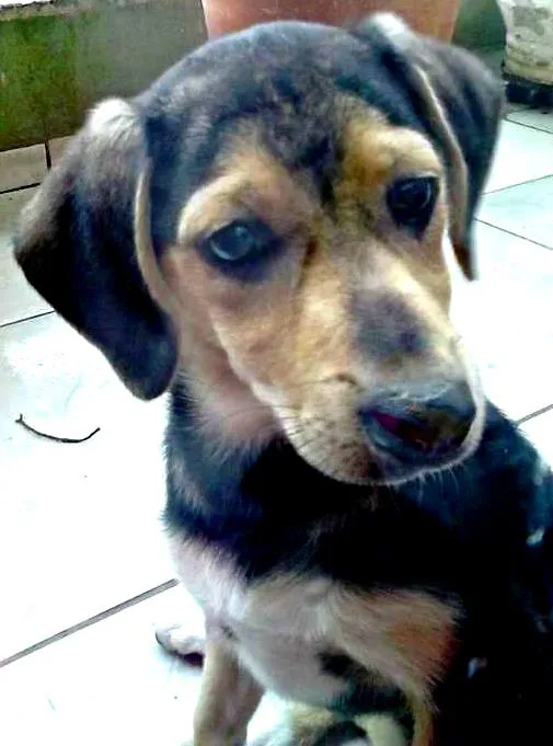 Cachorro raça Misturada  idade 2 a 6 meses nome Dina