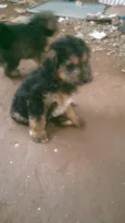 spike