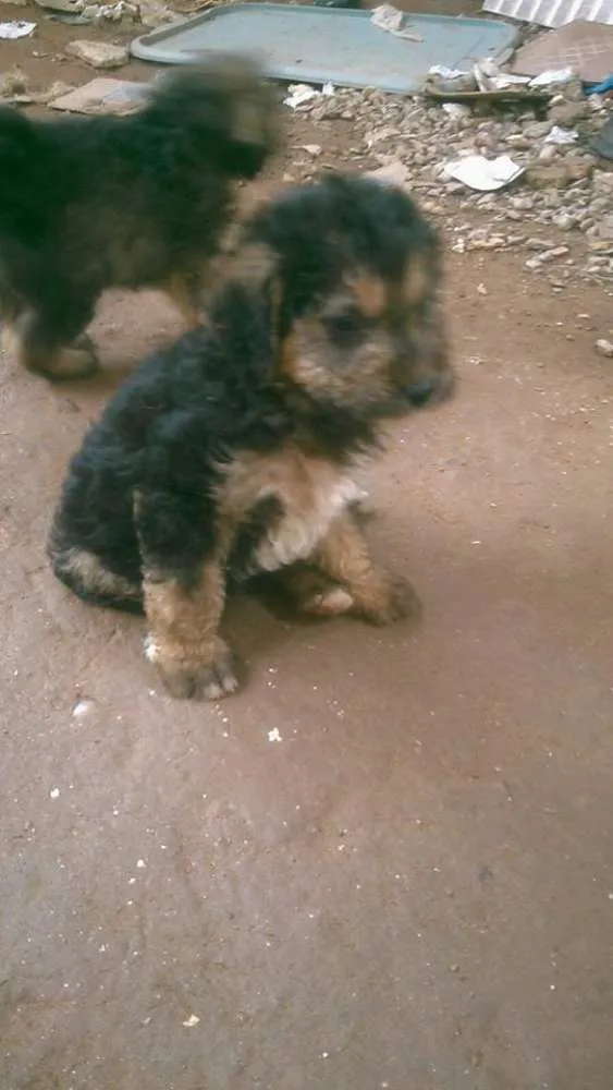 Cachorro ra a mestiço idade Abaixo de 2 meses nome spike