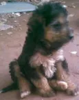 spike