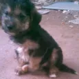 spike