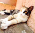 Maila