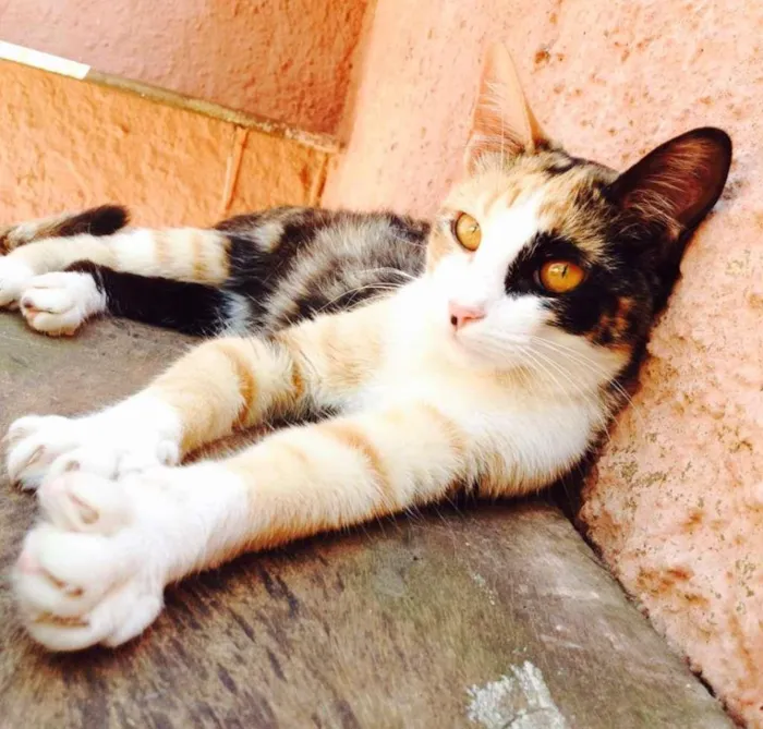 Gato ra a SRD idade 7 a 11 meses nome Maila