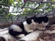 Chico e Kiko