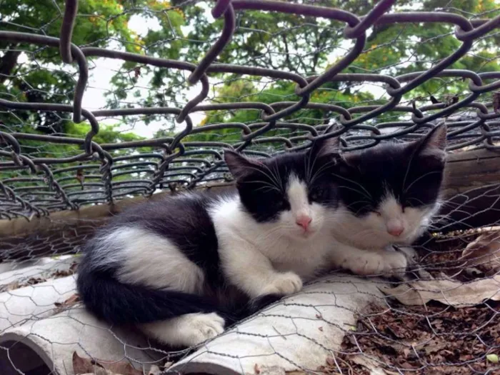 Gato ra a SRD idade  nome Chico e Kiko