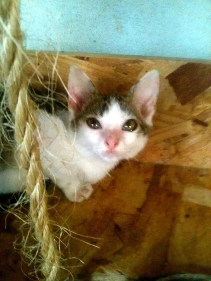 Gato ra a SRD idade 2 a 6 meses nome Tiger