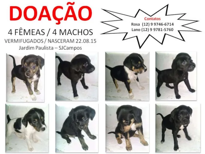 Cachorro ra a Indefinida idade Abaixo de 2 meses nome Sem Nome