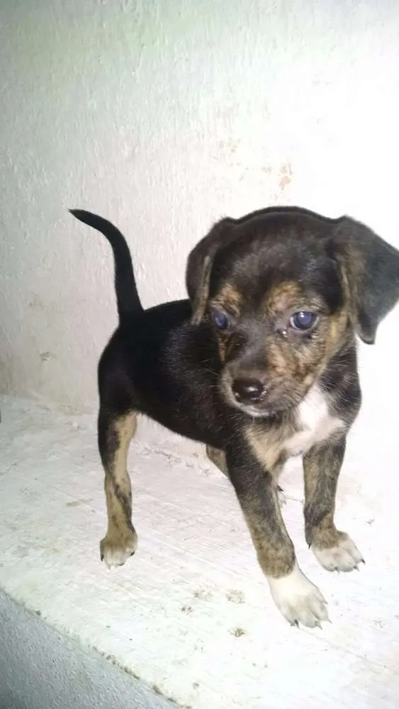 Cachorro ra a Indefinida idade Abaixo de 2 meses nome Sem Nome