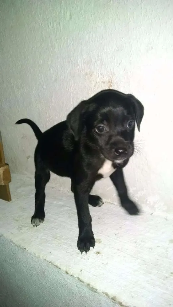 Cachorro ra a Indefinida idade Abaixo de 2 meses nome Sem Nome